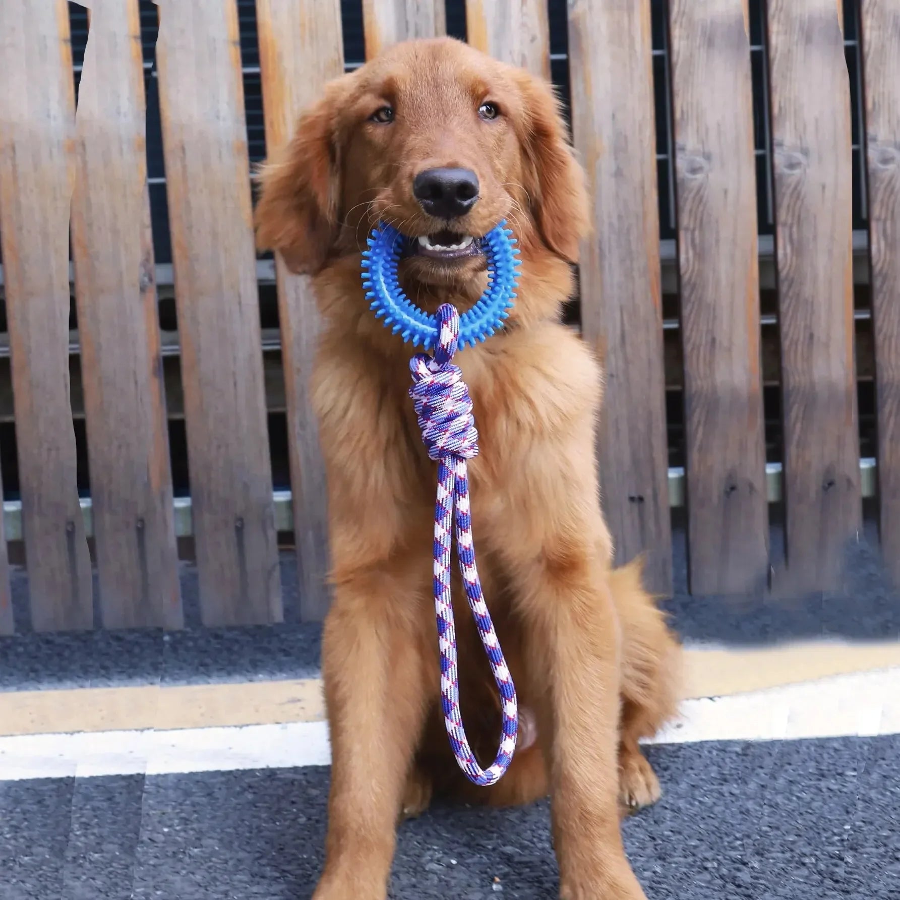 Rope & Ring Tug Toy – Durable, Fun & Perfect for Active Dogs