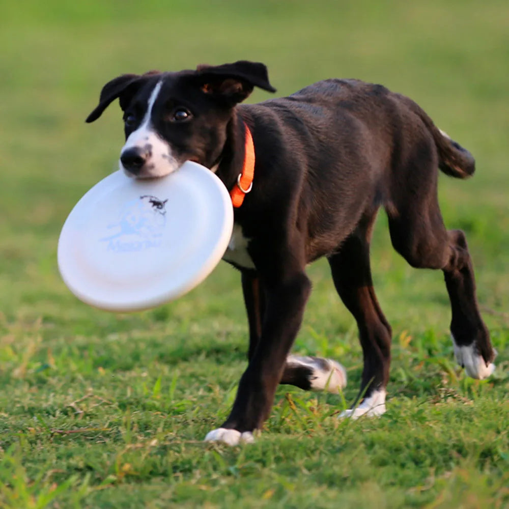 Dog Training Frisbee – Durable, Safe & Perfect for Active Dogs