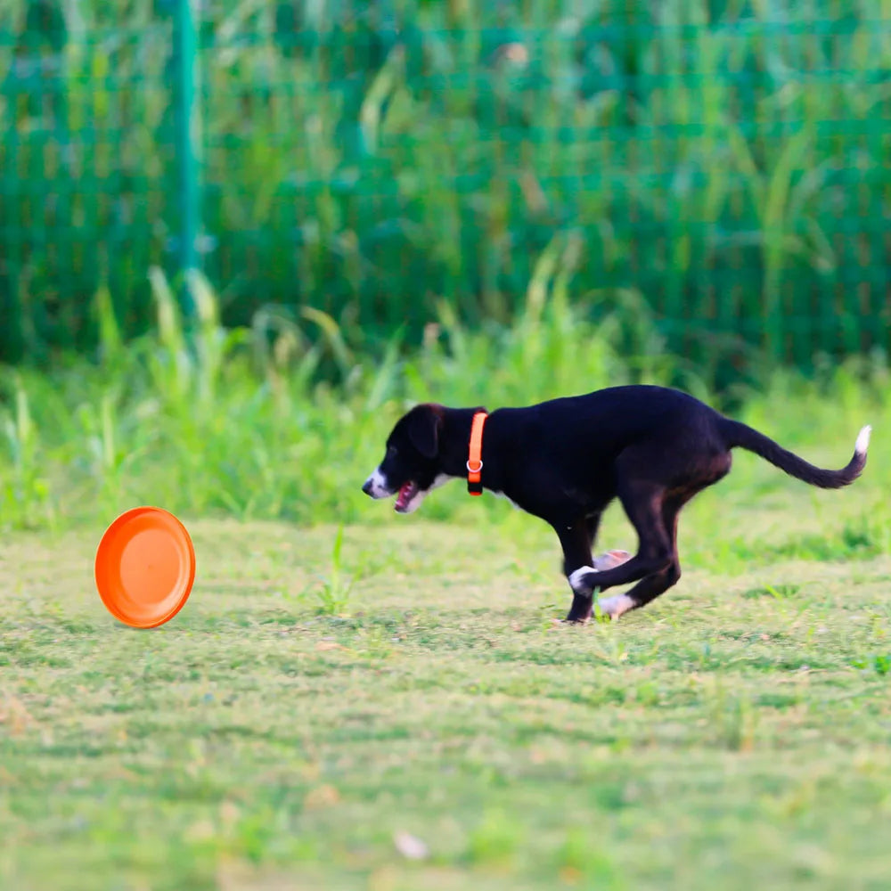 Dog Training Frisbee – Durable, Safe & Perfect for Active Dogs